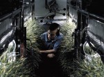 Researcher at NASA Johnson Space Center studies oxygen producing plants (Credits: NASA).