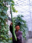 A cucumber derived from space irradiated seeds (Credits: Guandong Academy of Agricultural Sciences).