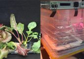 NASA's VEGGIE System (Credits: NASA).