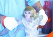 A photograph broadcast on Iranian TV as the monkey they reported launching into space (Credits: Press TV).