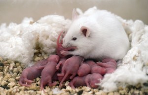 Lab mice exposed to space-like radiation developed intestinal cancer (Credits: University of Wisconsin-Madison)