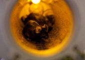 Most of the mice in the Bion M1 space capsule perished during the flight (Credits: Institute of Biomedical Problems of the Russian Academy of Sciences).