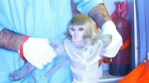A photograph broadcast on Iranian TV as the monkey they reported launching into space (Credits: Press TV).
