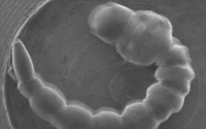 Mosquito larva wiggles in a scanning electron microscope vacuum (Credits: Yasuharu Takaku et al).
