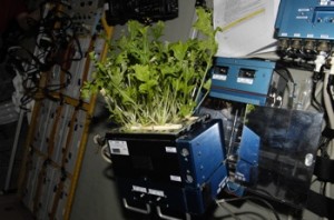 The Lada greenhouse, named after the Russian goddess of spring houses vegetables grown aboard the International Space Station. (Credits: NASA)