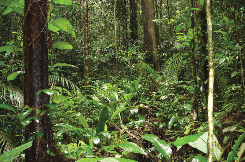 French Guiana forest